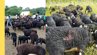 Huge Flock of 5000 Sheep and Lambs 🐏🐑🐐🐐🐕