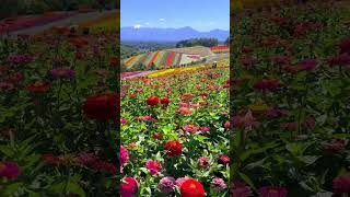 美瑛の四季彩の丘。手前の花は百日草です。📲2024/9/9 Colorful flower field in Shikisai-no-oka in Hokkaido. #shorts