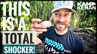 Surprise Caiman Eggs & Surprise Visitor!