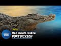 TULAR | PERHILITAN Siasat Kehadiran Buaya Di Port Dickson