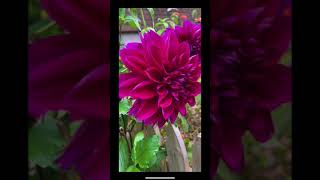 Dahlias in My Backyard Fall Garden #shorts #cottagegarden