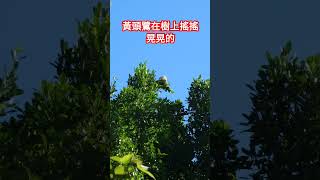 ｜黃頭鷺在樹上搖搖晃晃的 #shorts |