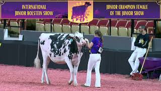 1715 Junior Holstein Junior Champion