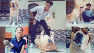 best dog comedy videos part-3🐶😂 | funny videos | talking dog | tiktok star | anant rastogi