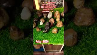 Narmadeshwar antique unique bahut sundr natural akhand shivling bhandar #shivling call/+7089598461