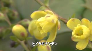 30秒の心象風景6737・花を覗く～ヒイラギナンテン～