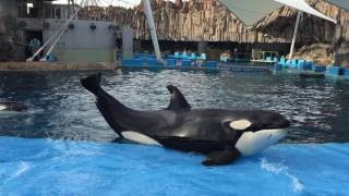 名古屋港水族館 閉館前のシャチのトレーニング 2016/07/02【リン\u0026ステラ編】