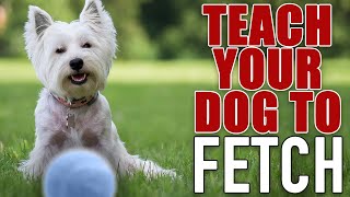 7 Steps To The PERFECT Fetch! - For Food Motivated Dogs