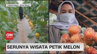 Serunya Petik Rambutan Dan Panen Melon