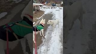 너 뭐먹었냐? #강아지 #강아지일상 #강아지브이로그 #반려견 #puppy #귀여운 #애완 #animals