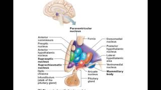 Chapter 12.3 Diencephalon BIO201