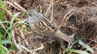 スズメに似た鳥　アオジのオス　Black-faced bunting（青鵐、蒿鵐、蒿雀、Emberiza spodocephala）スズメ目ホオジロ科ホオジロ属　DSCN7865