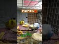 日光浴出来ないのでuvbライトの下でお昼ごはん🦜 shorts インコ