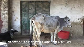 パキスタン仏教遺跡の旅 Traveling to Gandhara buddist ruins Pakistan.