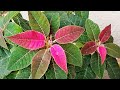 How to prune and propagate, Poinsettia