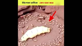 উইপোকা রানীকে কেন হত্যা করে || SAGAR FACTS 90 Why Termites Kill Their Queen