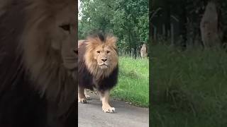 lion #shorts #viral #youtubeshorts #ytshort