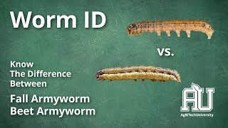 Know the Difference Between a Beet Armyworm and a Fall Armyworm – AgBiTech University