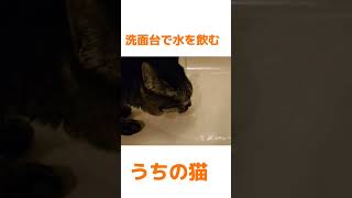 洗面台で水を飲むうちの猫#ねこ#猫