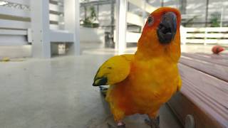 【掛川花鳥園公式】怪し～～～い動きをするコガネメキシコインコ