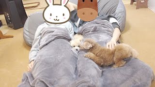 パパとママが寝ている間に乗り込んで一緒に寝る犬が可愛いw【トイプードル】