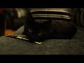 Shadow My Cat (episode 1)