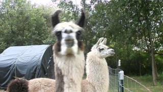 Llama Alarm Call