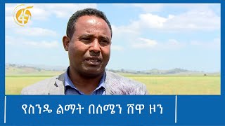 የስንዴ ልማት በሰሜን ሸዋ ዞን #ፋና_ዜና #ፋና_90