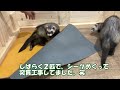 【あにまっち】動物ふれあいno 1in大阪～ふれあえる小さな動物園～