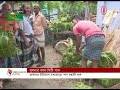 খুলনার পানের মধ্যপ্রাচ্য ও ইউরোপ জয় betel leaf