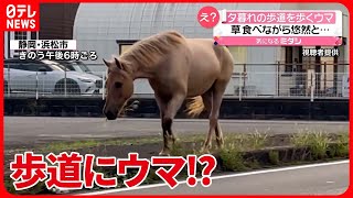 【え？】夕暮れの歩道を歩くウマ　ひづめを鳴らしながら悠然と…静岡・浜松市