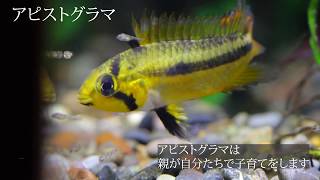 アピストグラマ子育て風景 - Apistogramma