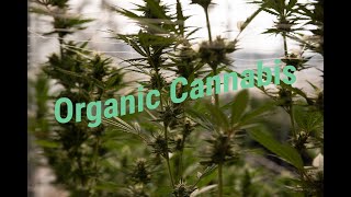 Organic cannabis