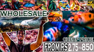 Whole sale fish farm in kolathur for african cichlids | imported betta | kolathur fish farm in tamil