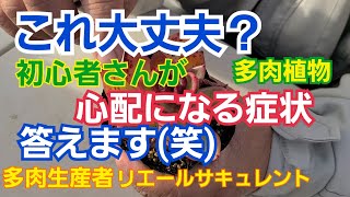 【多肉植物】【ガーデニング】初心者🔰さん必見‼️これ大丈夫⁉️病気？答えます‼️2022年12月6日