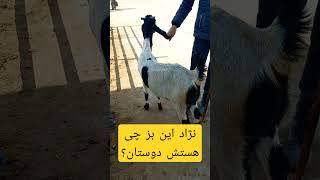 نزاد بز چی هستش؟ #sheep #farm #dog #ranch #farmer #دام #بز #بزغاله #دامدار #حسن_وجدانی