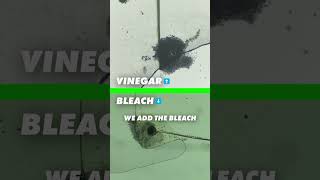 Vinegar vs Bleach - Experiment #mould #mouldillness #blackmould #cleaninghacks #mouldremoval