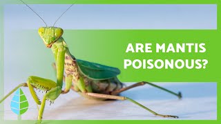 FUN FACTS about the PRAYING MANTIS 🦗 Are they poisonous? Does the female eat the male? ⚠️