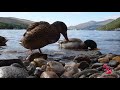 cute ducks quacking in scotland