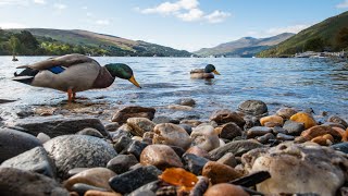 Cute ducks quacking in Scotland