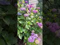 revealing 3 hydrangeas that will transform your garden 💙 🩵 gardening hydrangea flowers blues