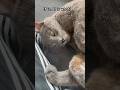 Sammy’s terrible nightmare 🙀 #cat #cute #funny #catvideos #shorts