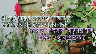 গোলাপ গাছের ফাঙ্গাস বা ছত্রাকের আক্রমণ থেকে প্রতিকারের সহজ পদ্ধতি.