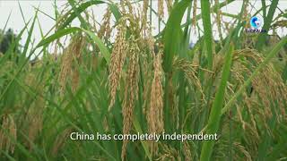 1.9-meter-high giant hybrid rice ready for harvest in Guizhou, China