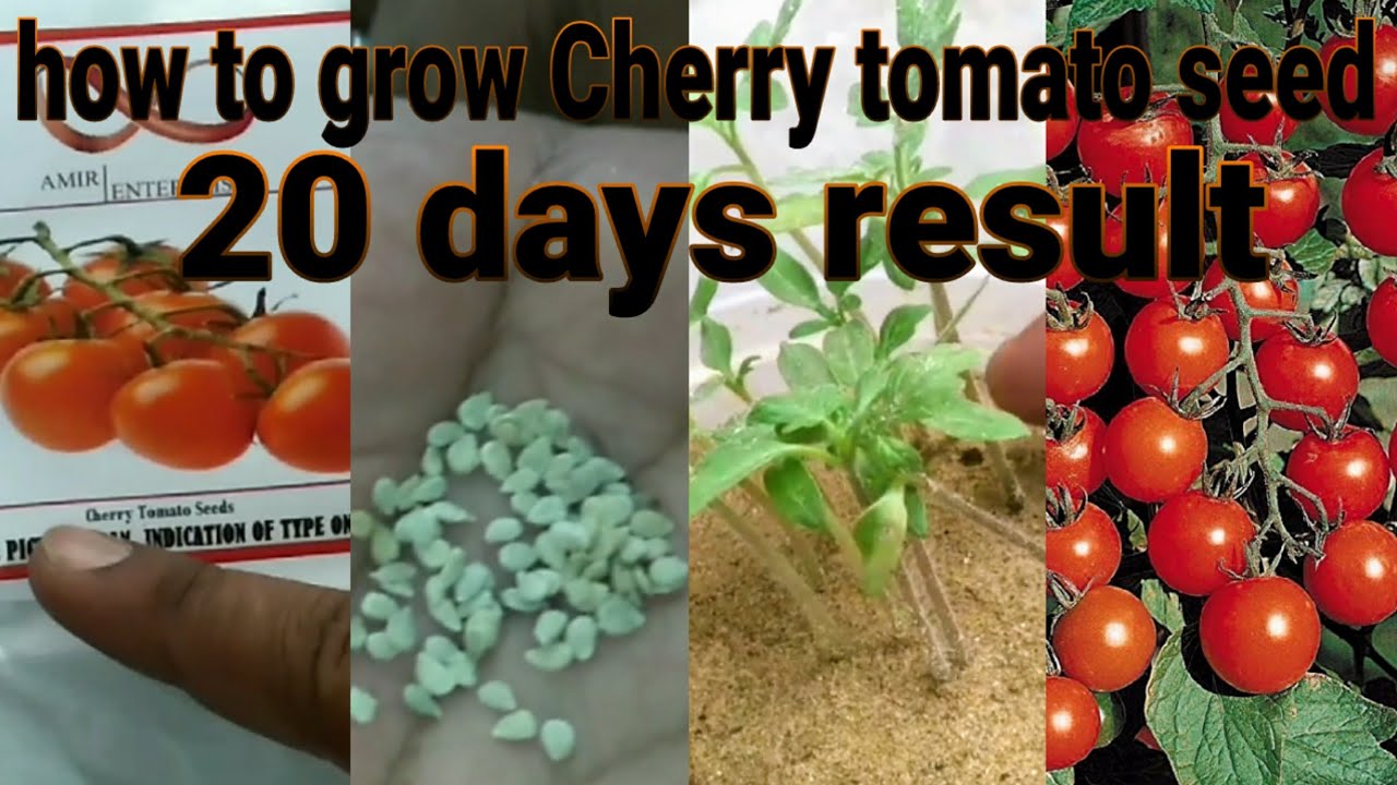 Growing Cherry Tomato Seed And Transplanting Result - YouTube