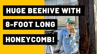 Huge Beehive with 8-foot Long Honeycomb!