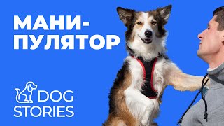 Манипулятор 🐕 Как и зачем собака управляет хозяином 🐩 Почему щенок попрошайничает у человека 🐾