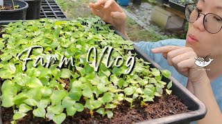 เพาะเมล็ดโชคเก้าชั้นให้รอดยังไง ไม่ให้ตายก่อนโต I FARM VLOG