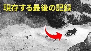 絶滅種とその他驚くべき動物の事実