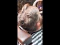 shaving my friend s head prank